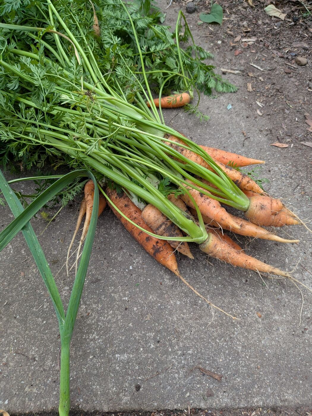 A bunch of freshly pulled carrots and a garlic stalk on the path