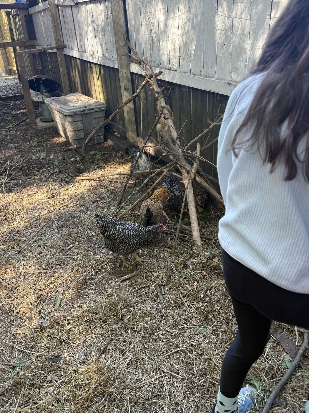 Chickens beside a climbing teepee of branches in their run, a learner seen from behind