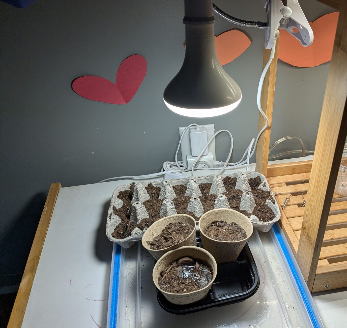 Seed pots and an egg carton of soil under a grow lamp