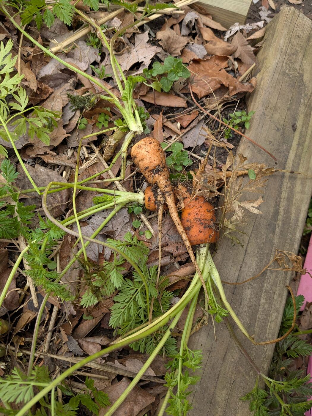 Freshly pulled carrots lying in leaves at the edge of a garden bed
