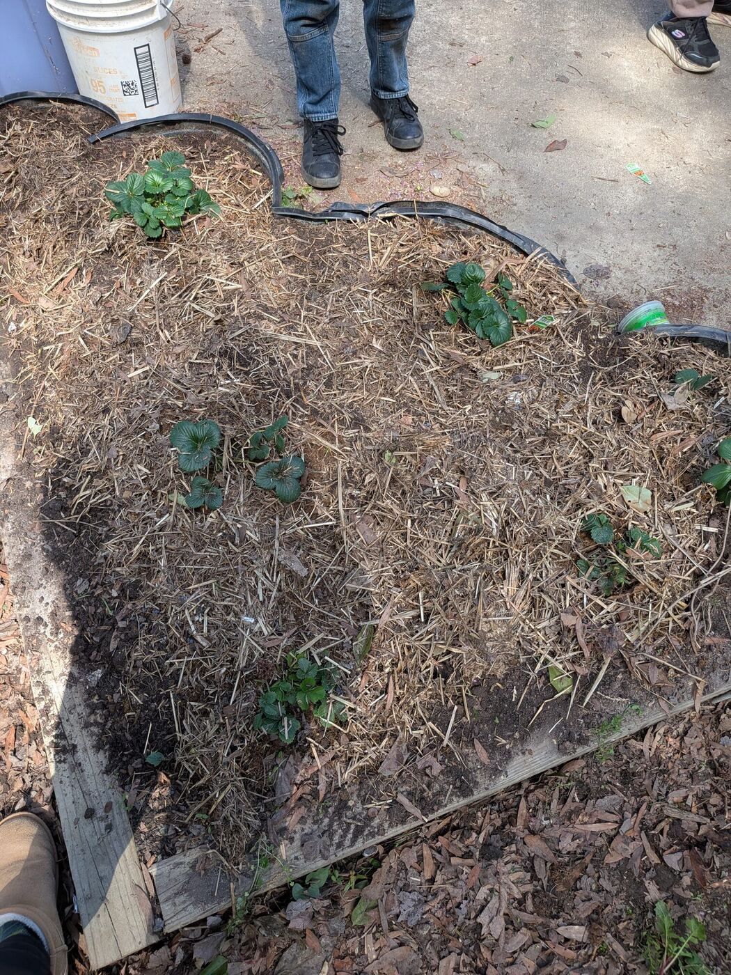 New strawberry plants in a bed mulched with straw