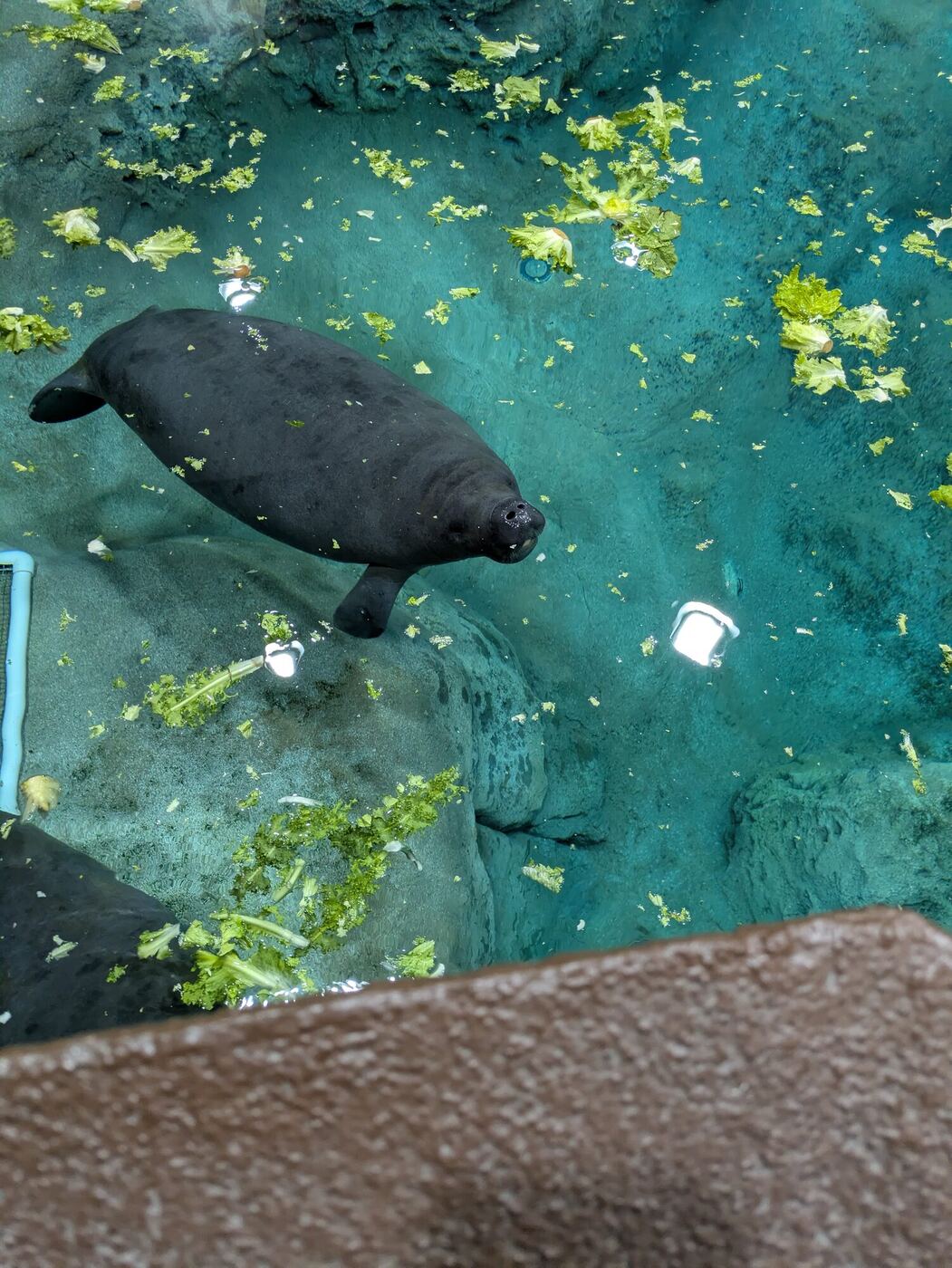 A young manatee swimming among floating lettuce, seen from above