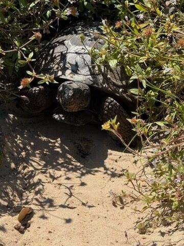 A gopher tortoise at the mouth of its burrow