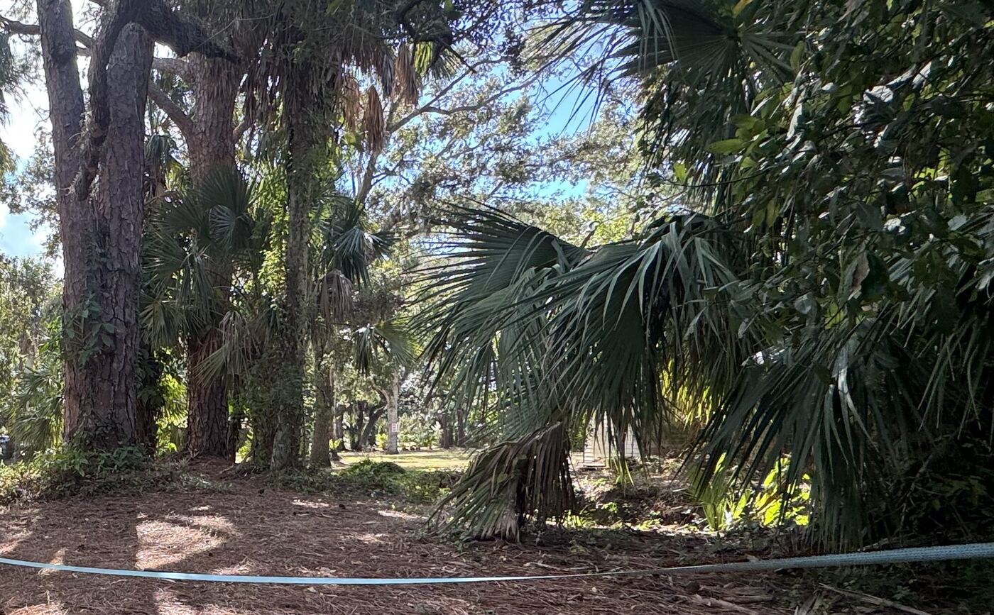 A slack line strung low between pines, over a floor of needles