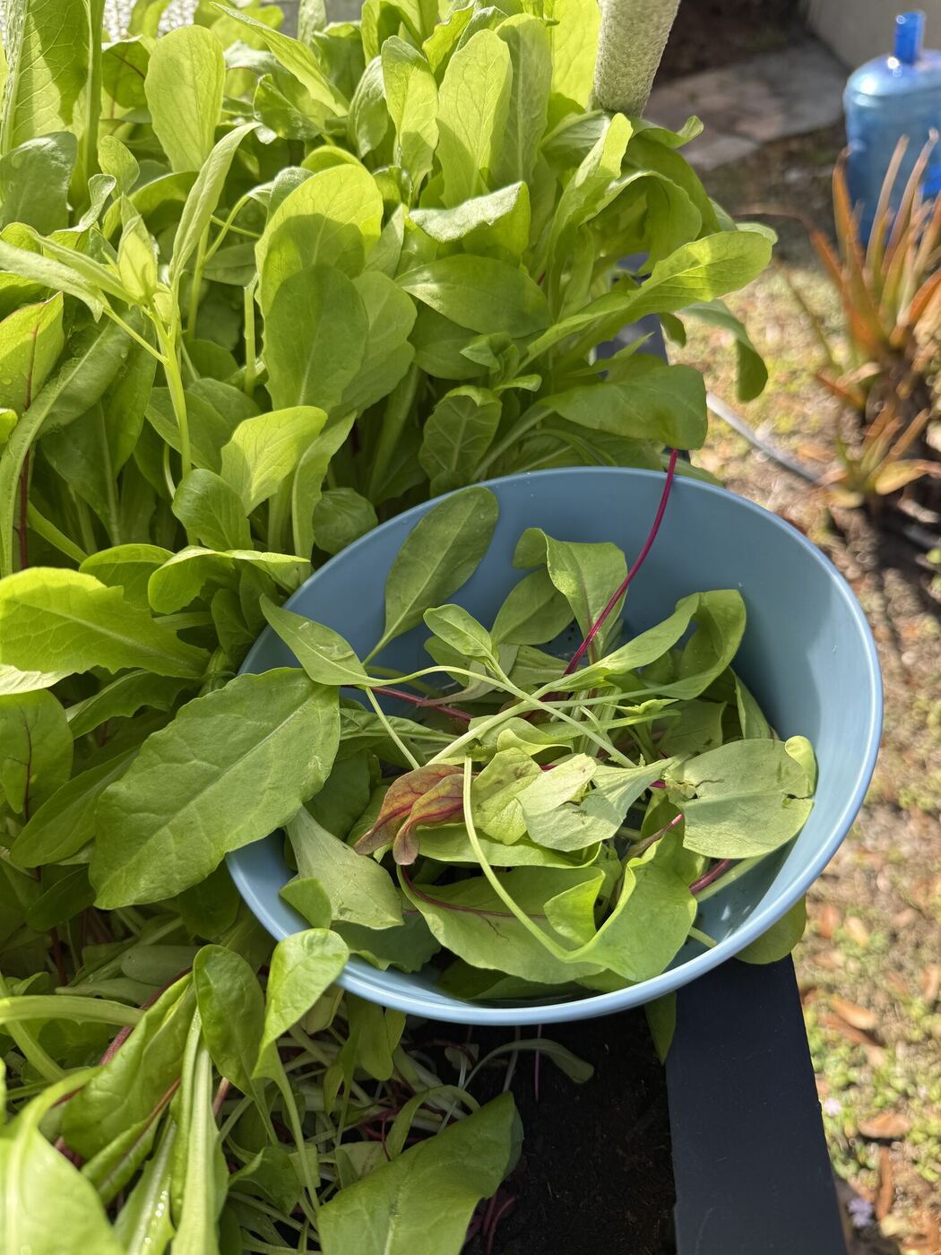 A bowl of fresh greens in a raised planter