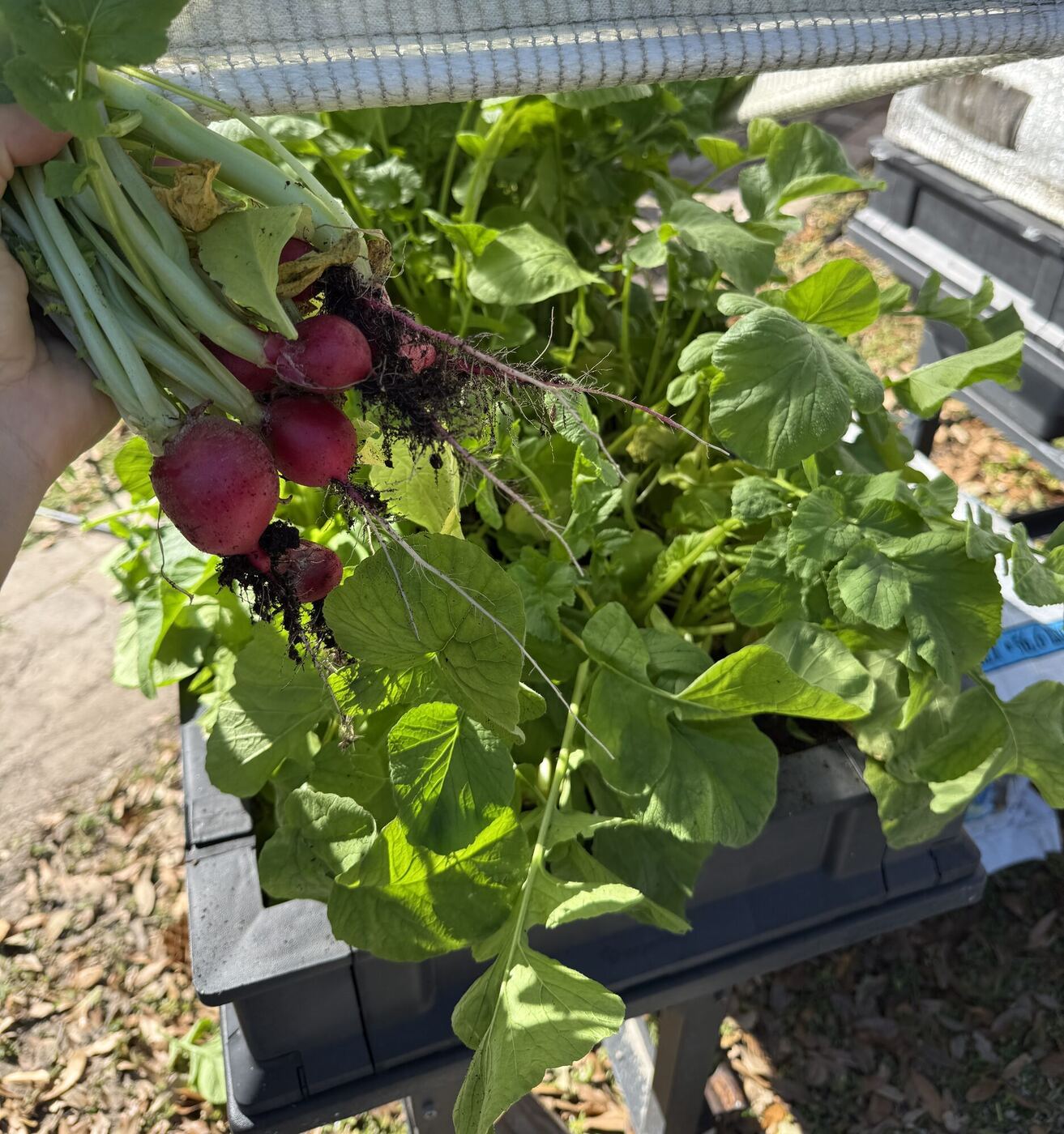 A hand holding up a bunch of radishes over the planter