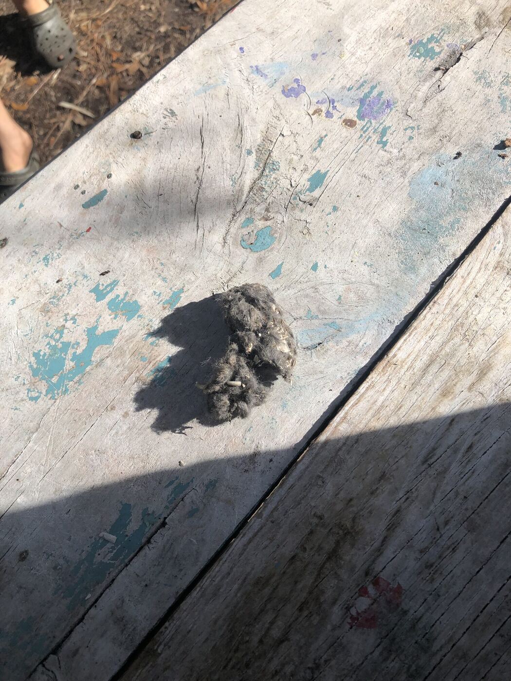 An owl pellet on a weathered wooden table