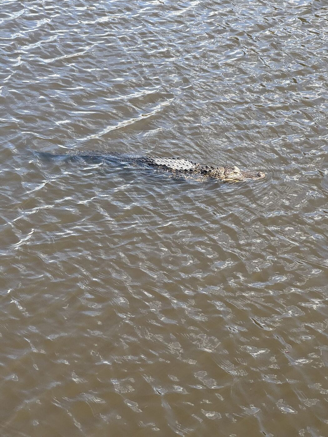 An alligator swimming in brown water, seen from above
