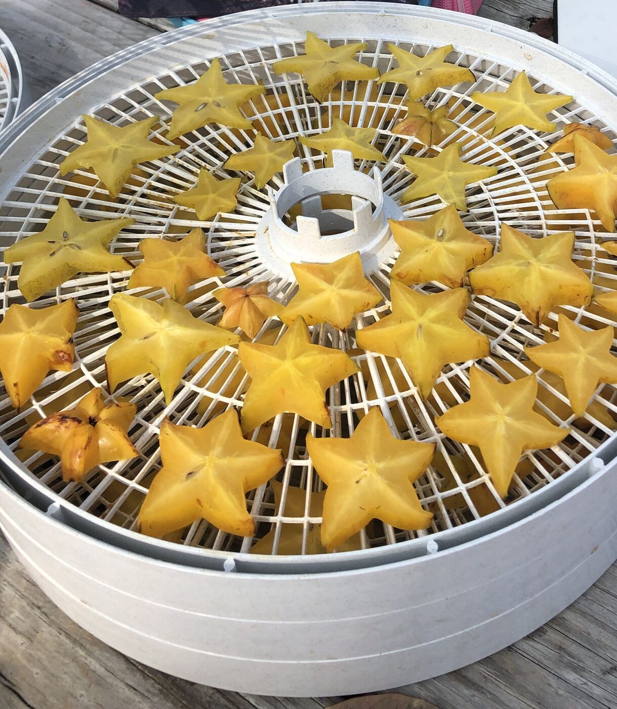 Star fruit slices laid out on a dehydrator tray