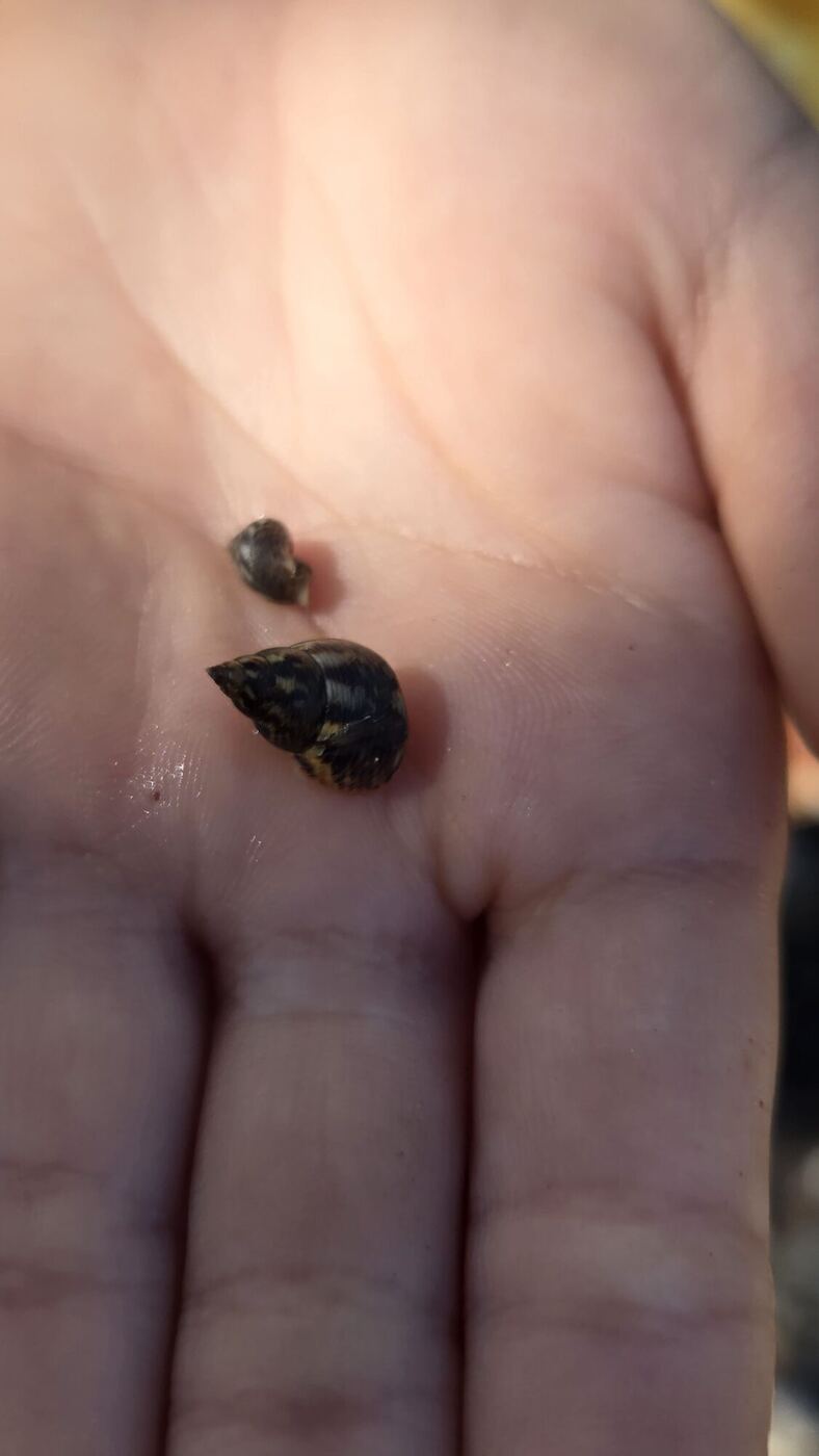 Two tiny snails on an open palm