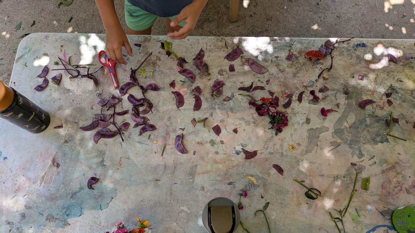 Purple hyacinth pea pods and flowers scattered across the outdoor table, a pair of scissors among them