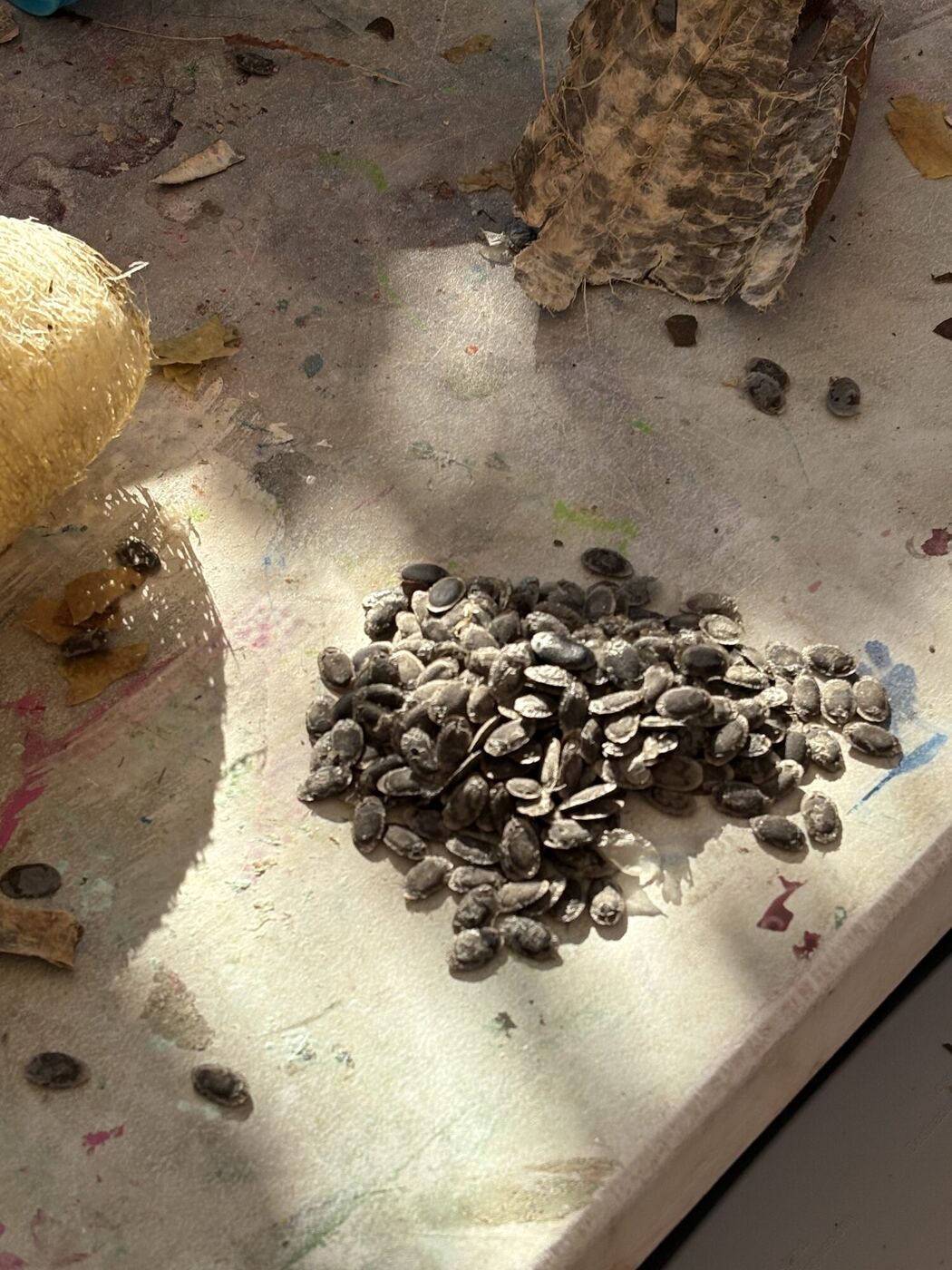 A pile of black luffa seeds on the table