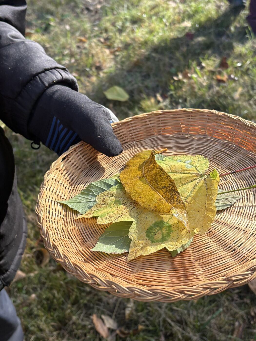 A gloved hand holding a basket of yellow and green leaves