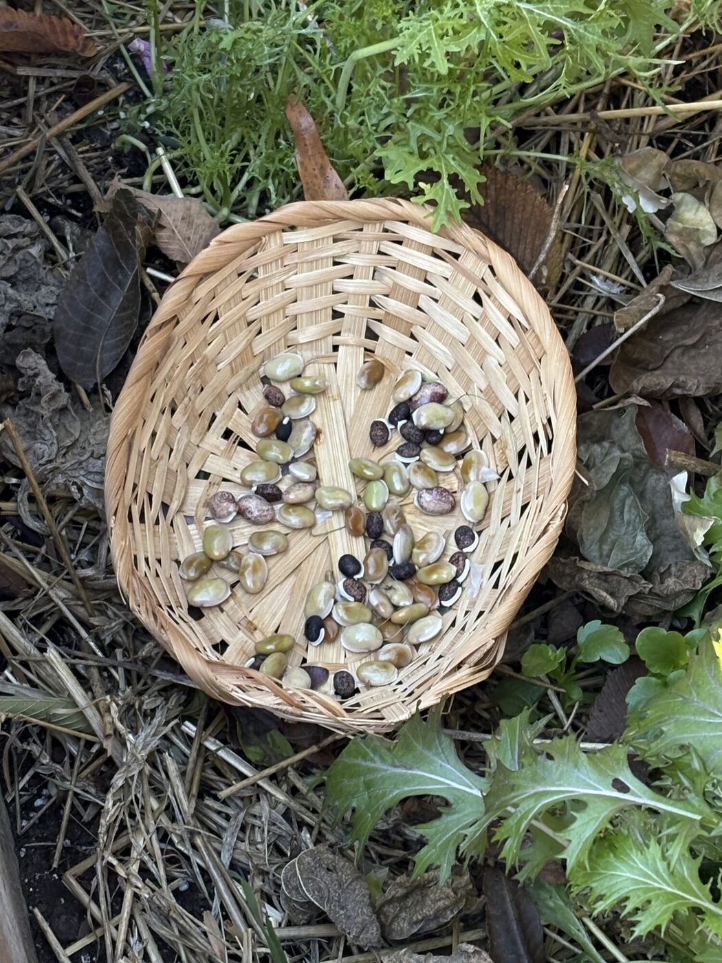 A basket of shelled hyacinth beans on the garden bed