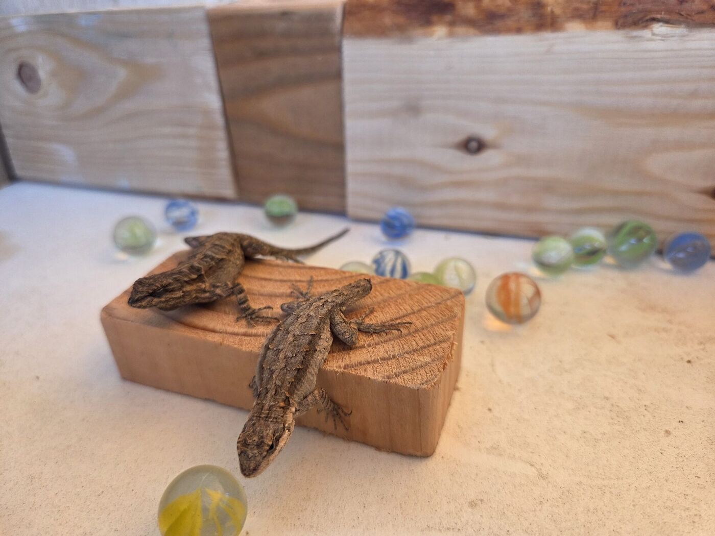 Two lizards on a block of wood in a sand box scattered with marbles