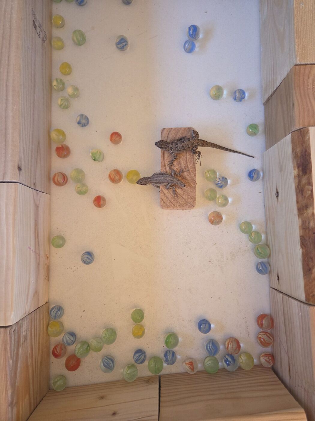 A wooden box set from above, two lizards on a block, marbles scattered around