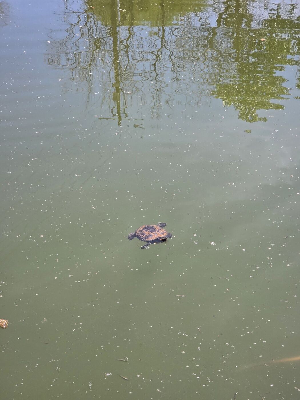 A turtle swimming in a green pond
