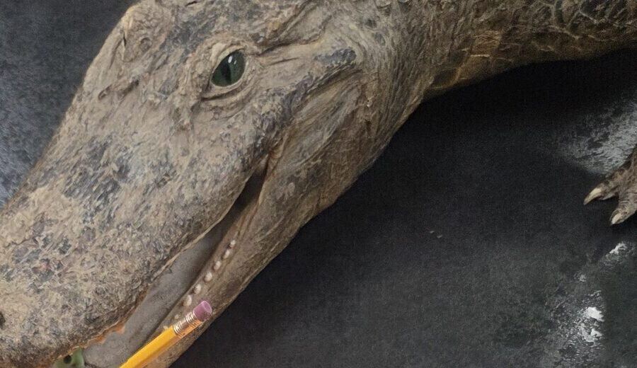 A preserved alligator's head on a dark table, a pencil at its jaw