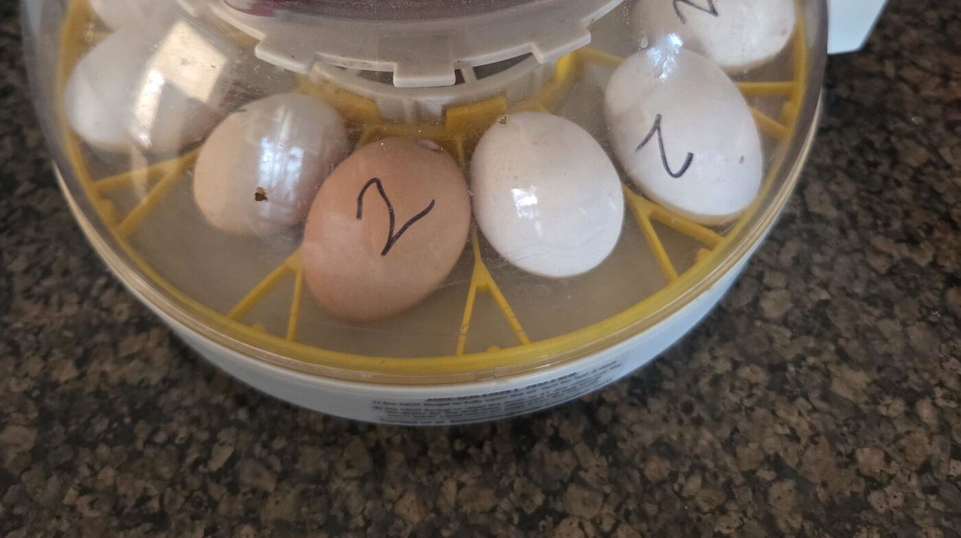 Eggs in an incubator, two of them numbered in marker