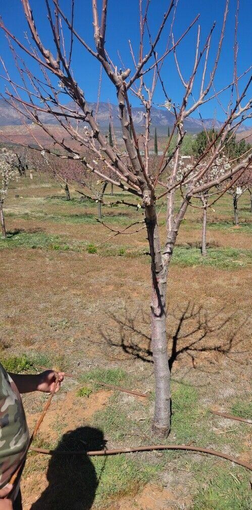 A young fruit tree pruned back to bare branches, rows of blossoming trees and red hills behind