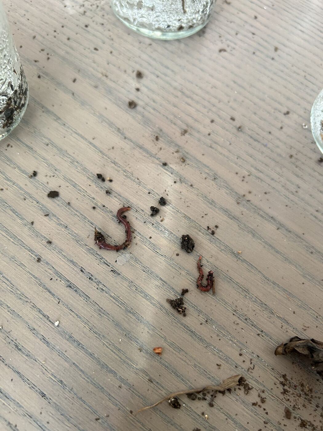 Two red worms and crumbs of compost on a wooden table